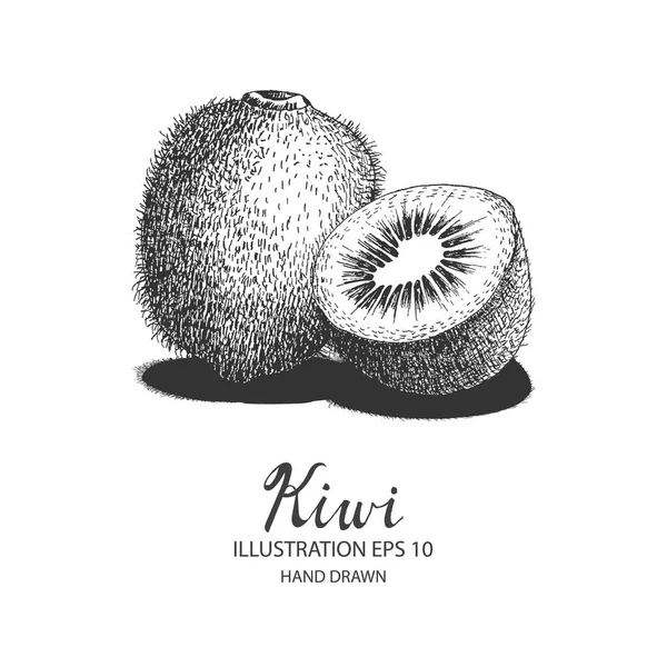 Kiwi ilustración dibujada a mano por tinta y bolígrafo . — Vector de stock