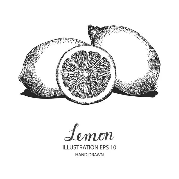 Limon elle çizilmiş illüstrasyon mürekkep ve kalem kroki tarafından.  