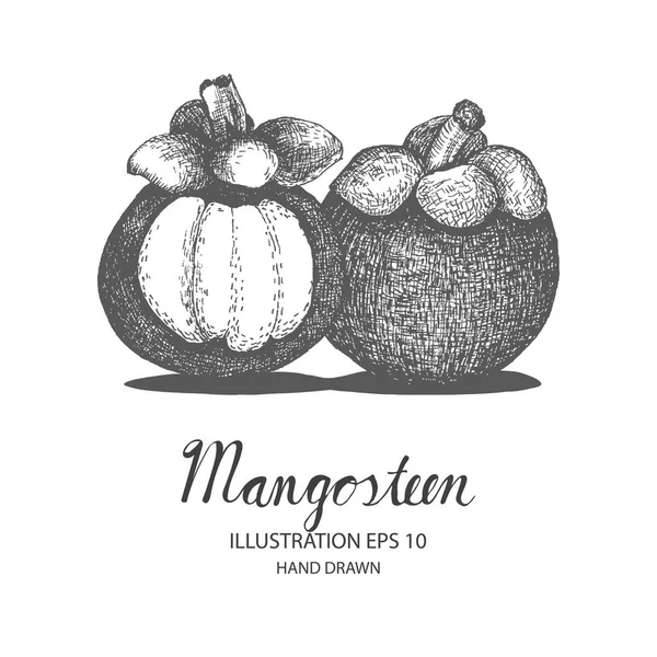Mangosteen ilustración dibujada a mano por la tinta y la pluma bosquejo . — Vector de stock