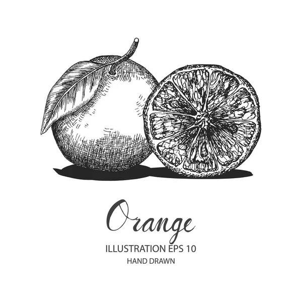 Ilustración dibujada a mano naranja por tinta y bolígrafo . — Vector de stock