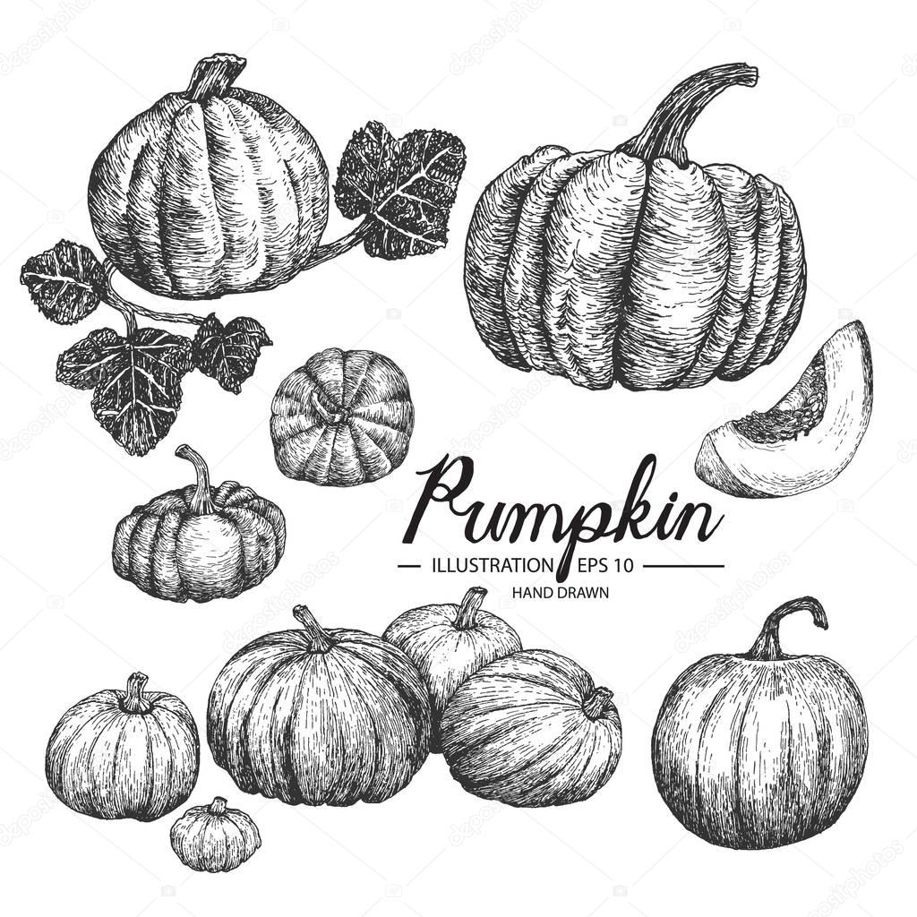 Set of pumpkin. Hand drawn collection by ink and pen sketch.