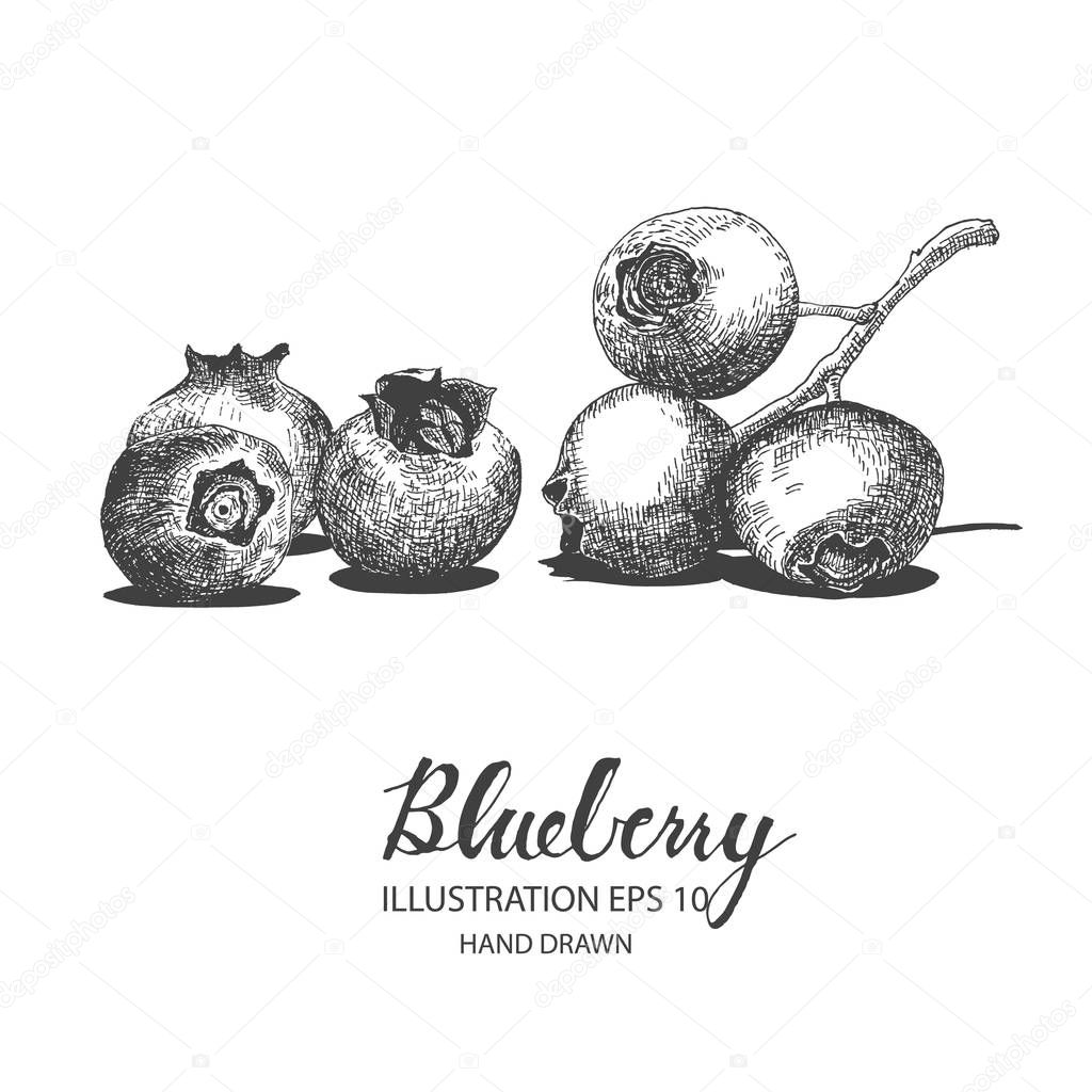 Blueberry hand drawn illustration by ink and pen sketch.