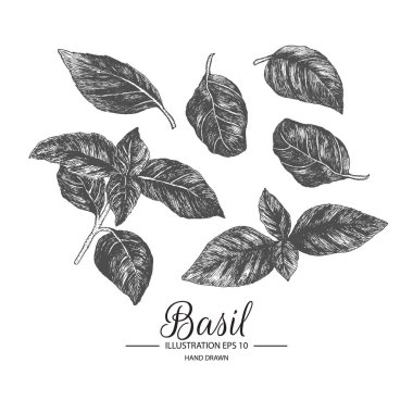 Fesleğen kümesi. Mürekkep ve kalem kroki tarafından çizilmiş koleksiyonu el.