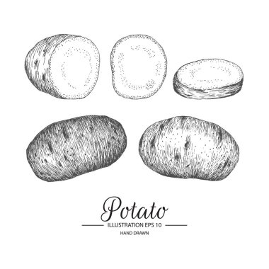 Patates kümesi. Mürekkep ve kalem kroki tarafından çizilmiş koleksiyonu el.
