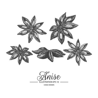 Anason kümesi. Mürekkep ve kalem kroki tarafından çizilmiş koleksiyonu el. 