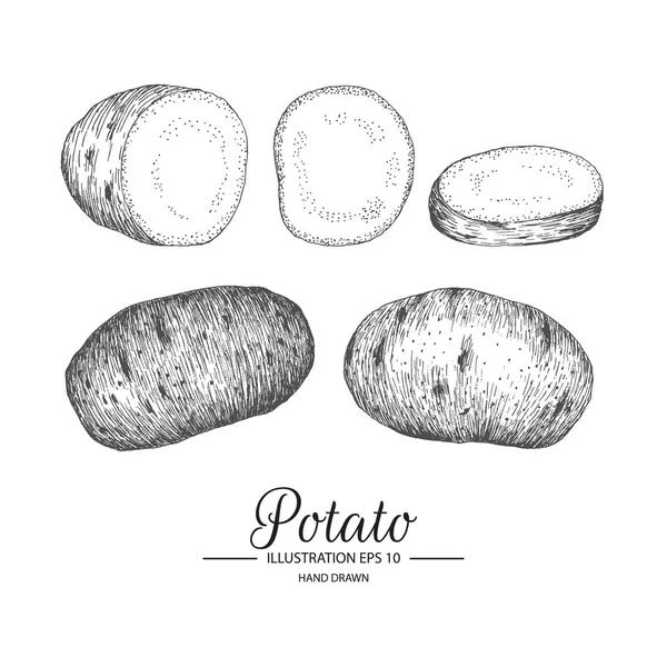 Um conjunto de batatas. Coleção desenhada à mão por tinta e caneta esboço . — Vetor de Stock