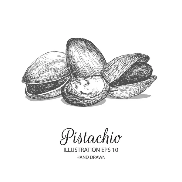 Pistacho ilustración dibujada a mano por tinta y pluma bosquejo . — Archivo Imágenes Vectoriales