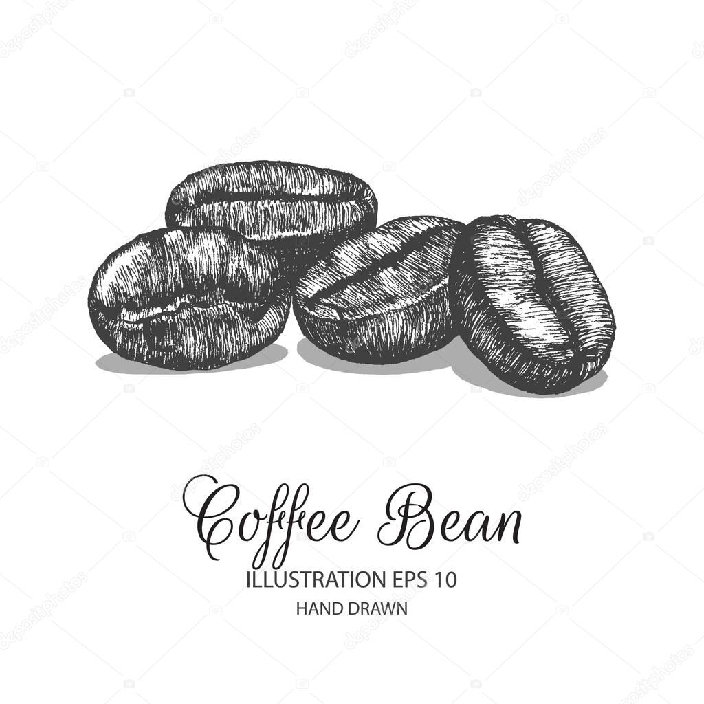 coffee bean hand drawn illustration by ink and pen sketch.