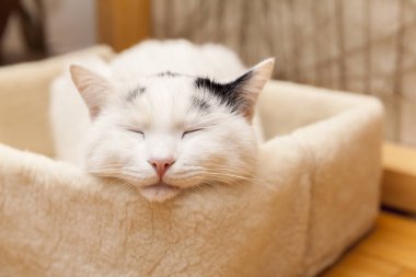 Sliping kedi kutusunda