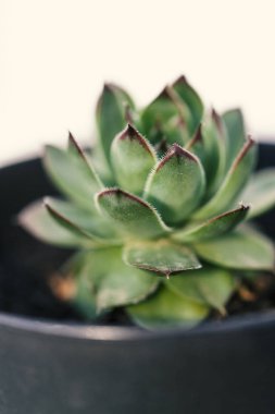 Sempervivum, olağanüstüsarı, yakın kadar