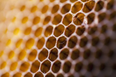 Makro Petek, yakın çekim