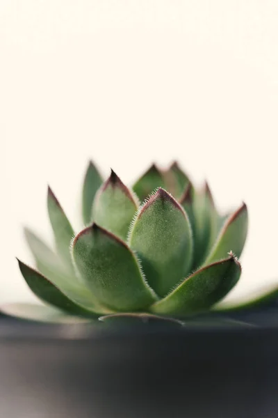 Sempervivum, houseleek, 가까이까지 — 스톡 사진