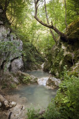 küçük bir dere ile orman Kanyon 