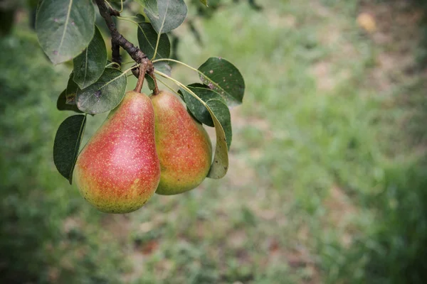 Päron på en gren — Stockfoto