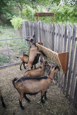 kahverengi keçi besleme yönü 