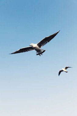 tek başına uçan martılar