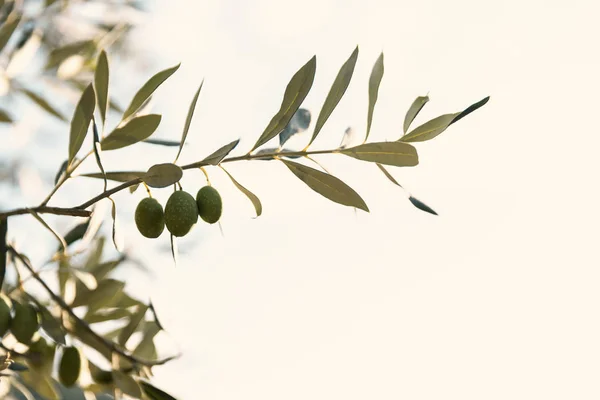 Olivolja med frukter — Stockfoto