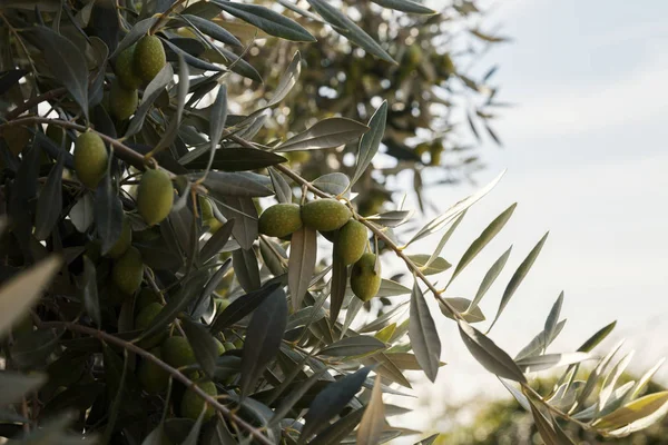 Κλάδος ελιάς με φρούτα — Φωτογραφία Αρχείου