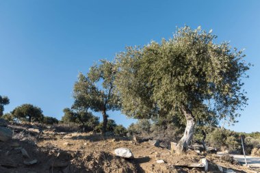 zeytin ağaçları grove