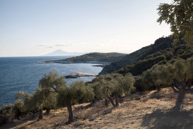 zeytin ağaçları grove