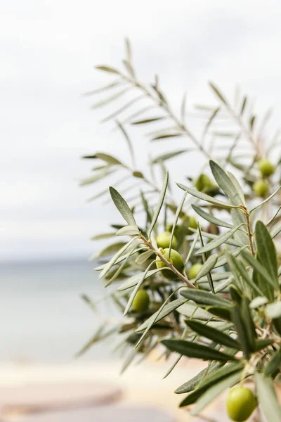 Zeytin ağaçları grove — Stok fotoğraf