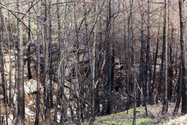 Yangından sonra çam ormanı