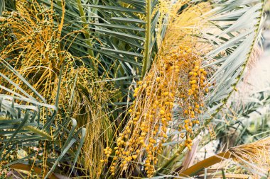 palm Tree, yakın çekim
