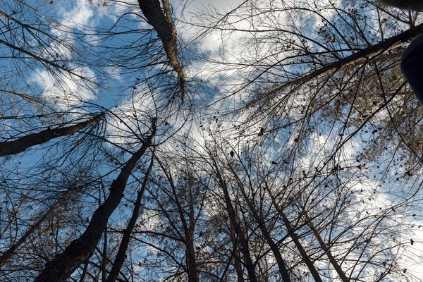 Floresta de pinheiros após fogo — Fotografia de Stock