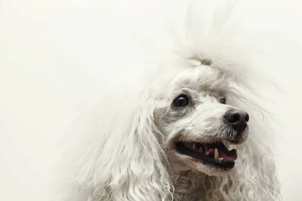 Retrato de caniche blanco — Foto de Stock