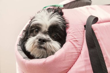 küçük köpek pembe çanta içinde