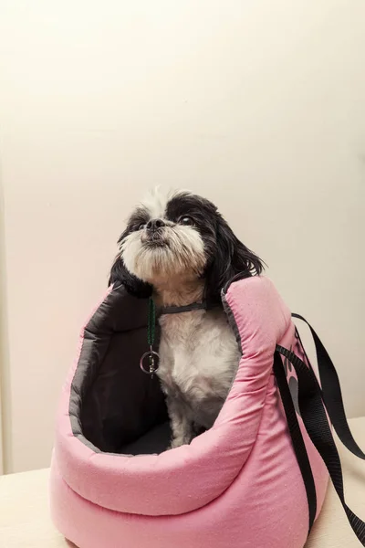 Perro pequeño en bolsa rosa — Foto de Stock