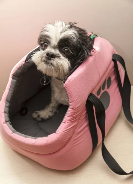 Perro pequeño en bolsa rosa — Foto de Stock