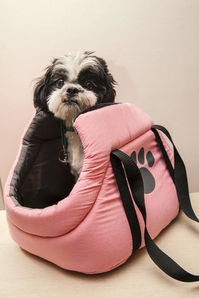 Perro pequeño en bolsa rosa — Foto de Stock
