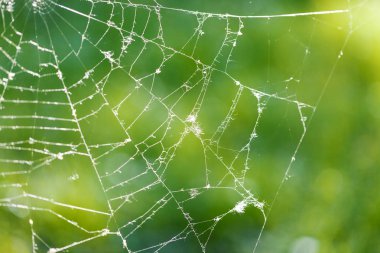 örümcek ağı yeşil Mevsimlik arka plan