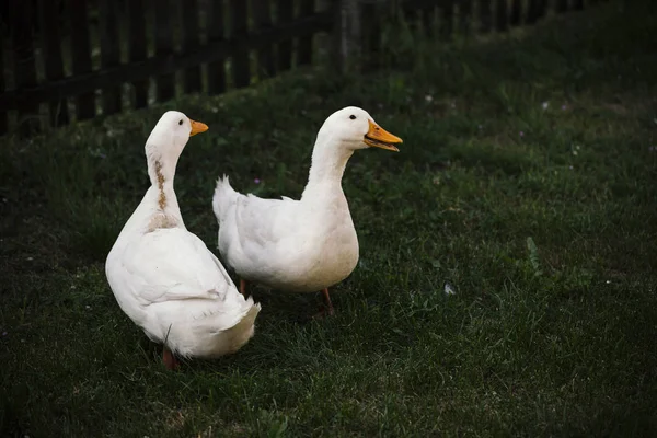 Dua bebek di halaman hijau — Stok Foto
