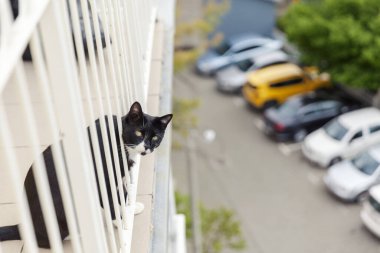  Siyah beyaz kedi terastan izliyor.