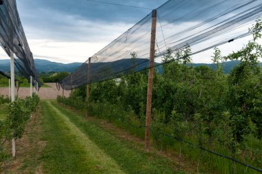 Elma bahçesindeki koruyucu ağ, kötü hava.