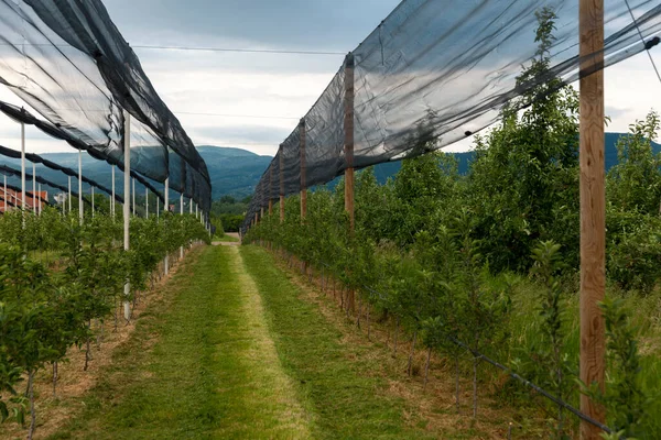 protective net in the apple orchard, bad weather