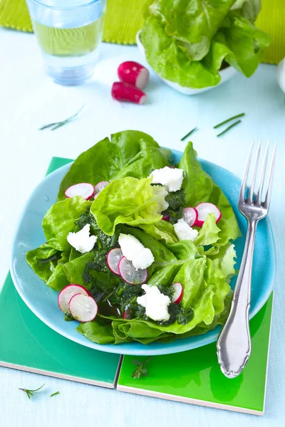 Frisk grøn salat - Stock-foto