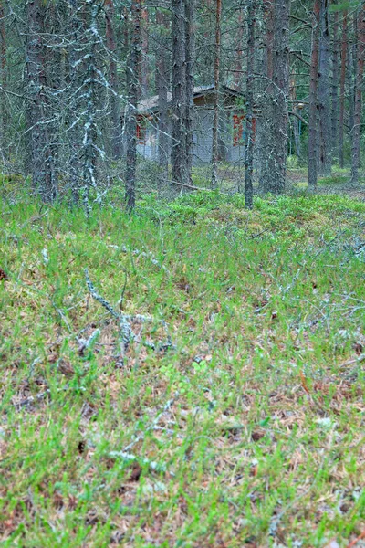 Wooden house in forest