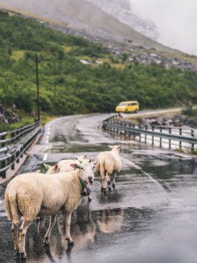 Koyun geçiş hızlı dağ nehir sürüsü eski tuğla köprü Norveçli orman