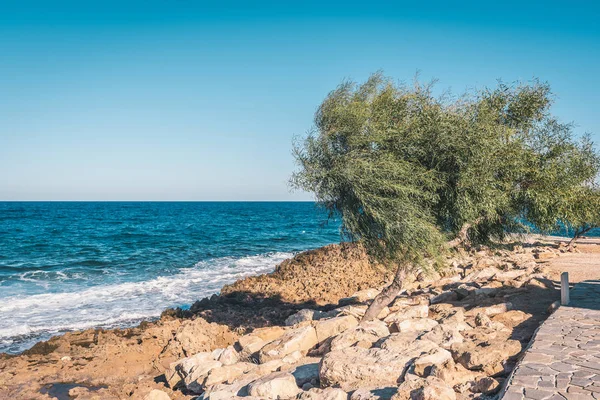 Einsamer Baum Steinstrand Zypern — Stockfoto