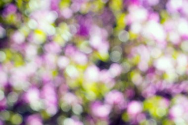 renkli çiçek bokeh arka plan