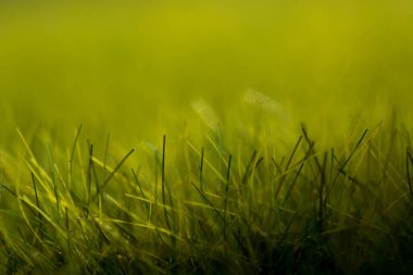 Ön planda yeşil yapay çimen dokusu ve arka plan bulanıklığı