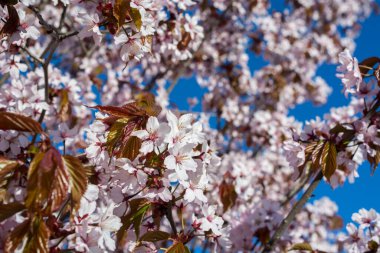 Mavi gökyüzünün arka planında çiçek açan bahar çiçekleri.