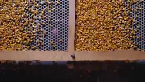 谷物种子分离振动筛 — 图库视频影像