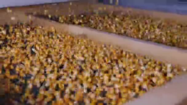 Σπόροι Καλαμποκιού Βαθούλωμα Στο Σέικερ Διαχωριστικό Σπόροι Σιτηρών — Αρχείο Βίντεο