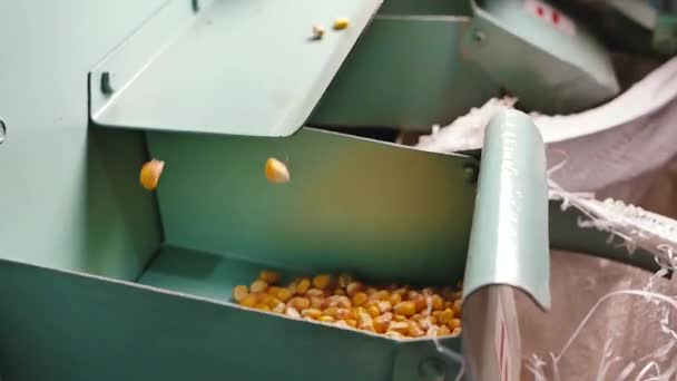 Dent Kukorica Szemek Mag Elválasztó Rázógépen Gabonafélékre — Stock videók