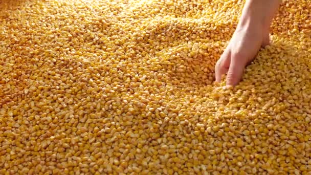 Семена Кукурузы Падают Рук — стоковое видео