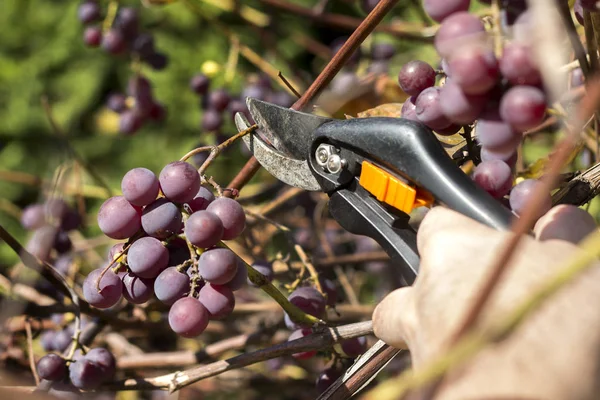 Vine fruit harvesting. A male hand holds a pruning shears and cuts off the ripe dark grape fruit.